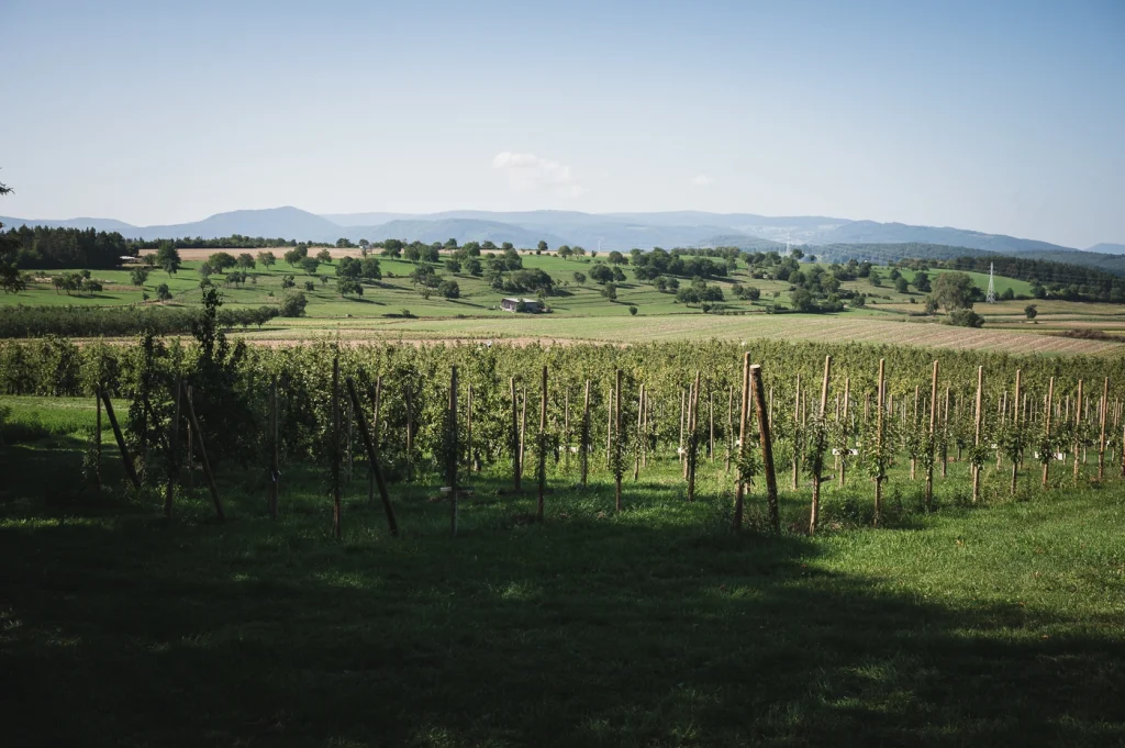 Recrutement – Commercial.e