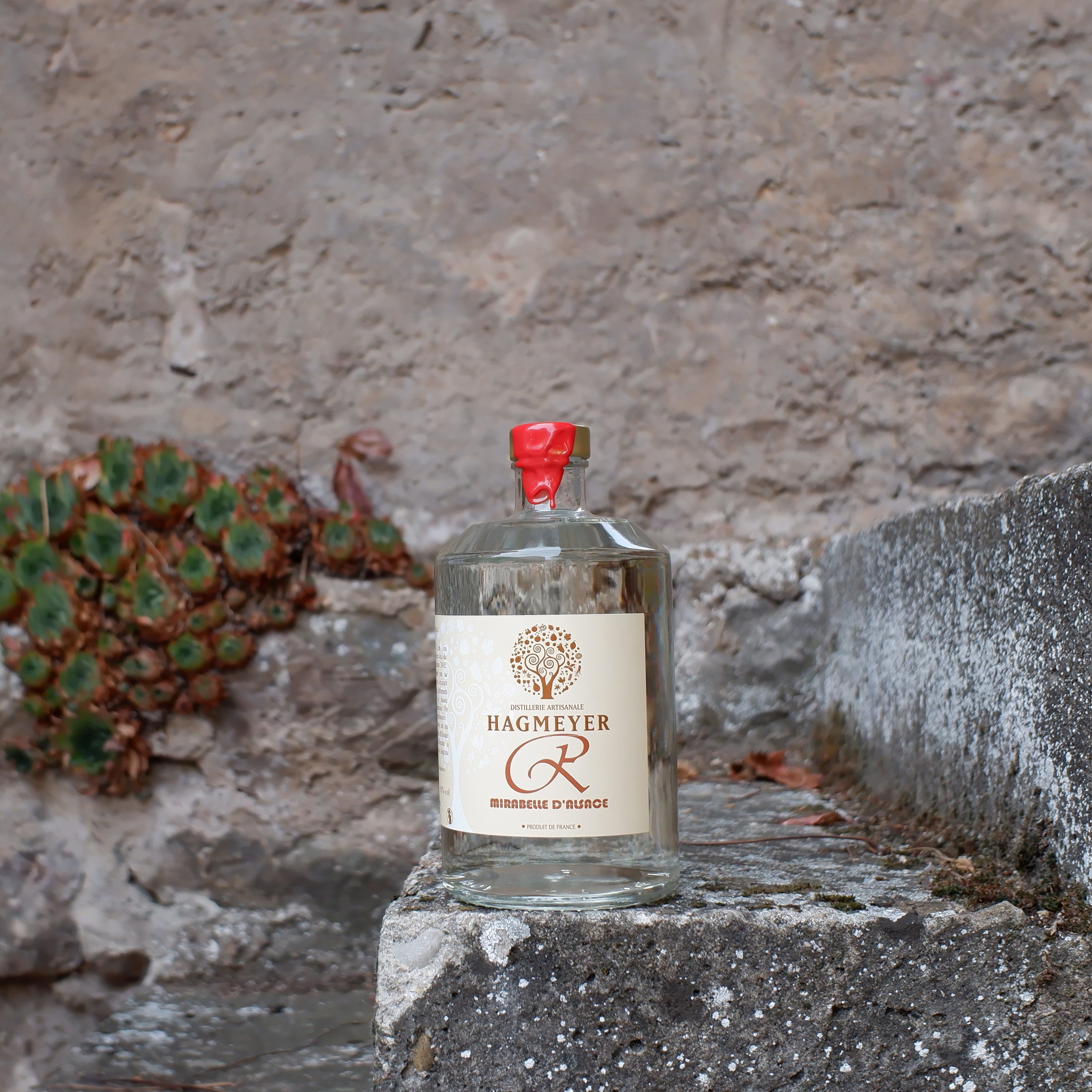 Mirabelle d'Alsace R